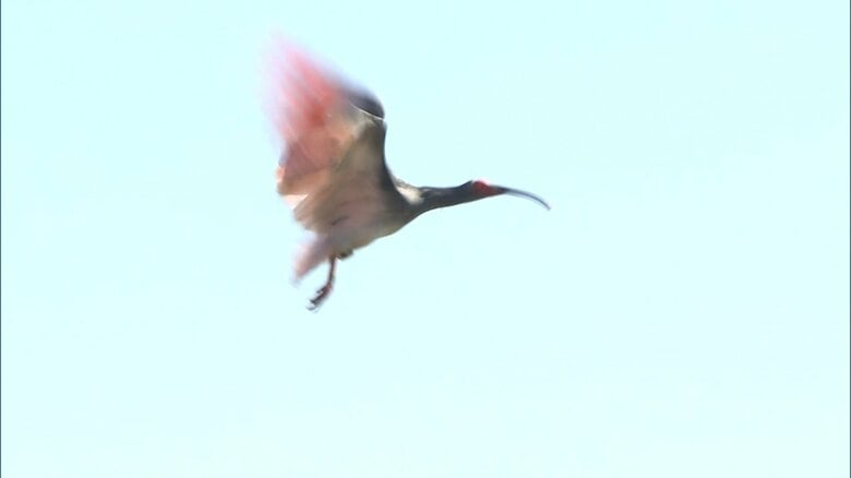 放鳥されたトキ