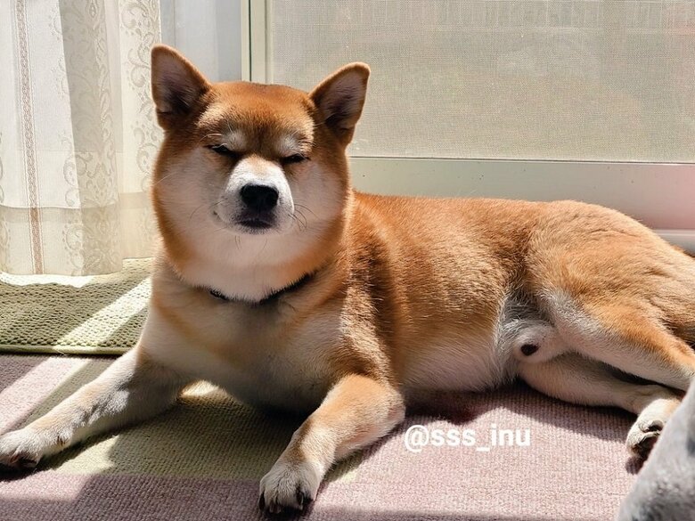 ひなたぼっこ中