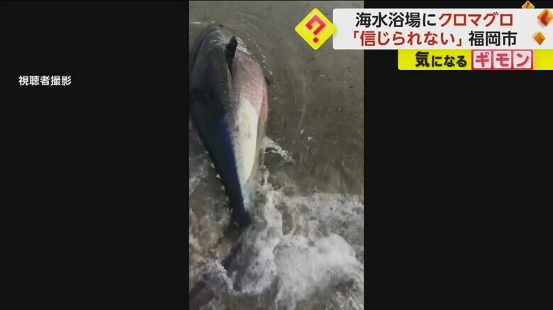 海水浴場に打ち上げられたクロマグロ