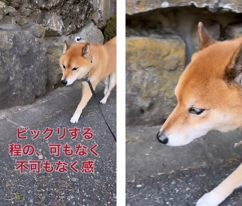 家の周りを散歩中の様子。淡々と歩いている