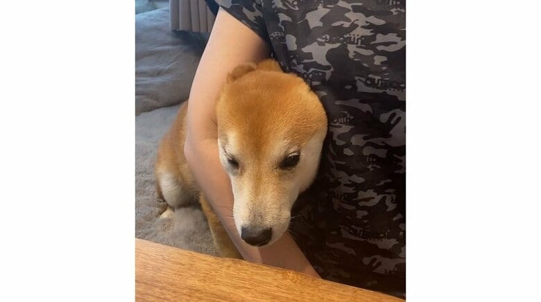 顔をねじ込んでつり目になってしまった梅助くん