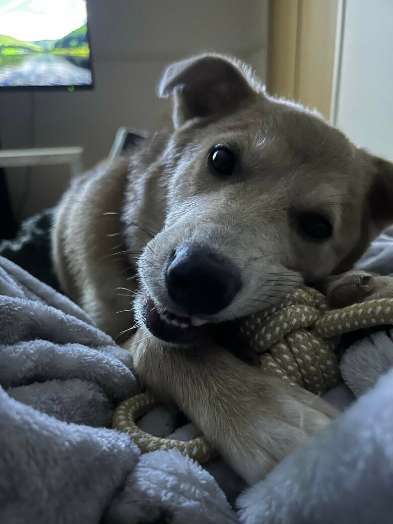 おもちゃに夢中