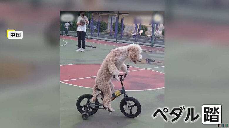 後ろ足でしっかりと自転車のペダルを踏んで、前に進む「来福」