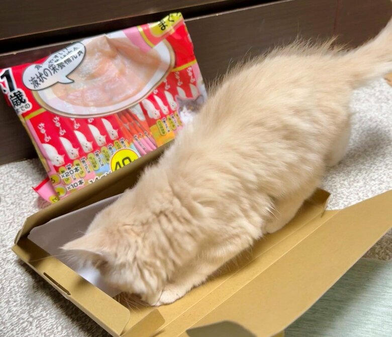 ちゅ～るよりも箱が気になる