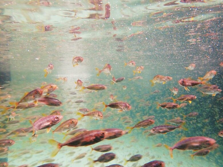 ブリヒラ初期の飼育の様子（画像提供：近畿大学）