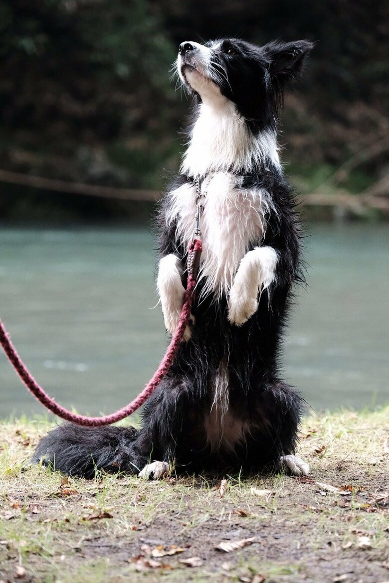 水もしたたる良い犬