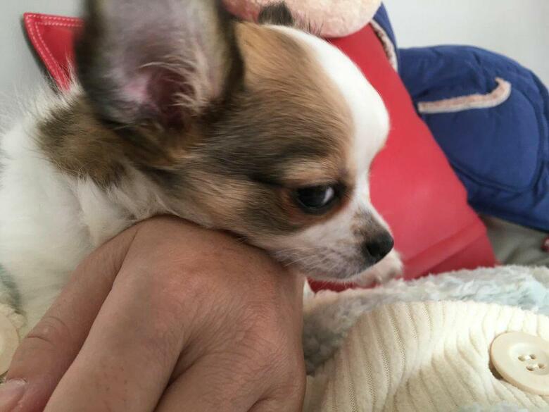 提供：SORA/ちわわさん