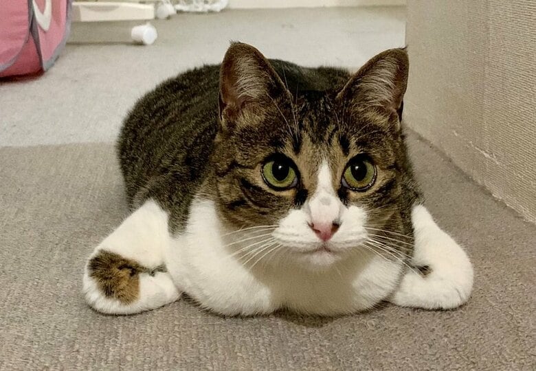 普通の香箱座りではない！？