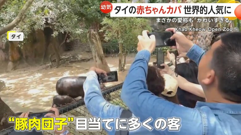 日本語訳で“豚肉団子”と名付けられた赤ちゃんカバを目当てに訪れるお客さん