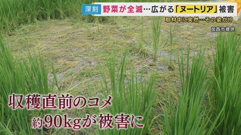 被害に遭った田んぼ
