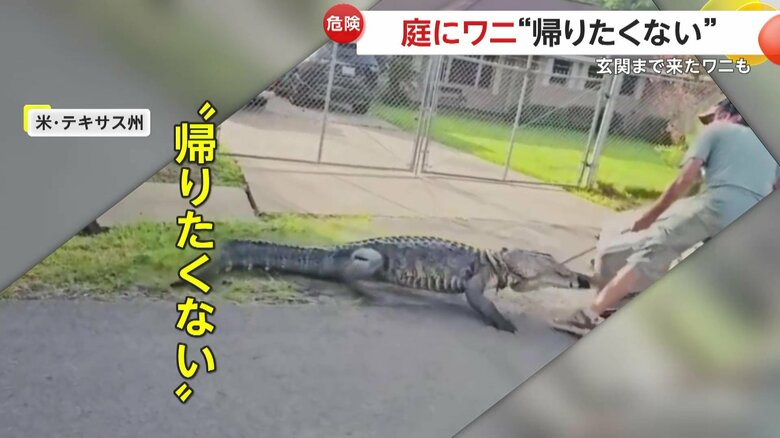 体長2ｍ以上はあろうかという巨大ワニ