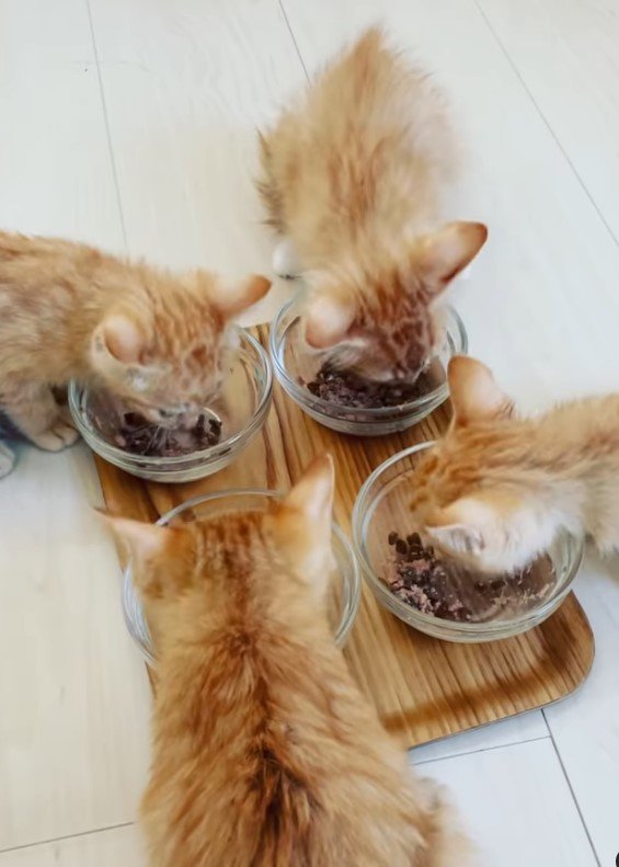 提供：oimo & yuzukiさん