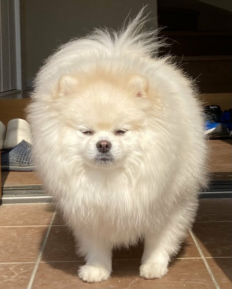 まぶしい…と犬種不明になることがある