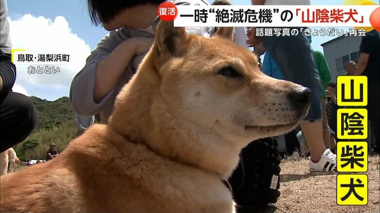 鳥取・湯梨浜町で開催された「山陰柴犬」鑑賞会