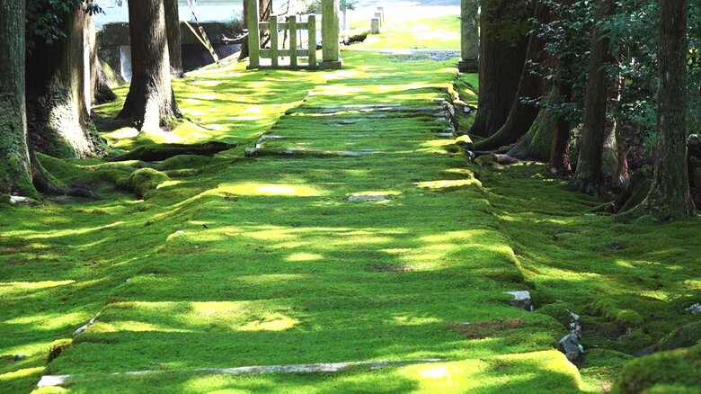 木漏れ日が美しく照らす