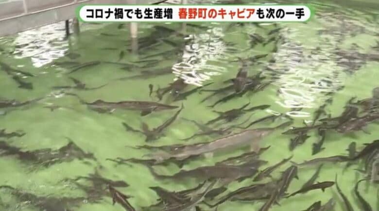 チョウザメ約1万5000匹を養殖