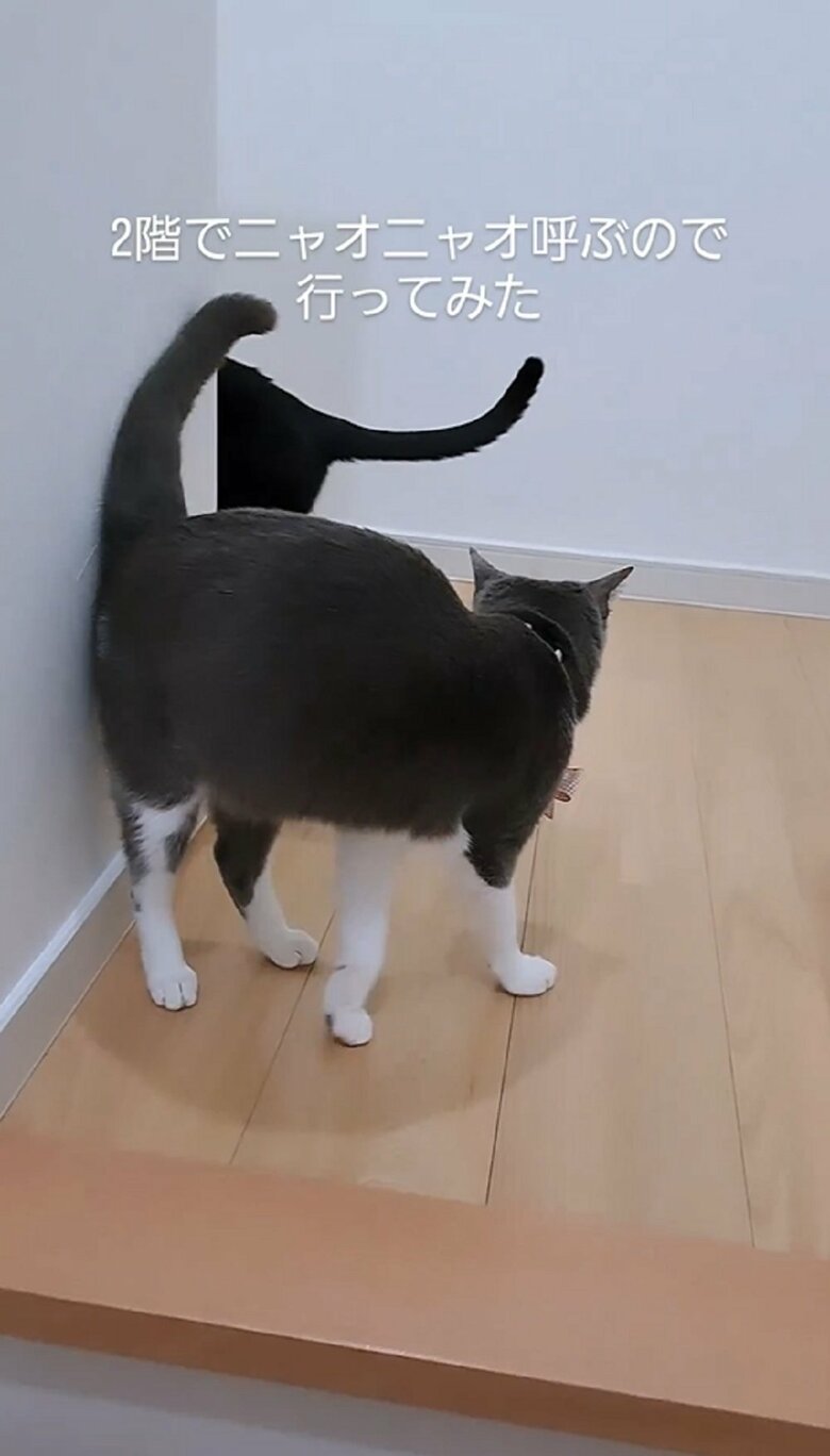 飼い主さんが来ると、2匹は先に進み始める