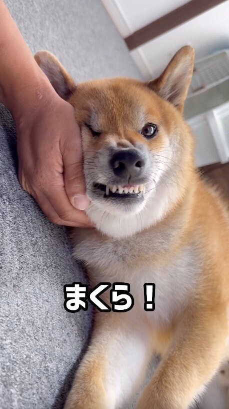 提供：柴犬ぽてとさん