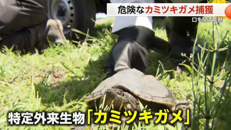 千葉の用水路で捕獲された時に、大きく口を開いていた｢カミツキガメ」