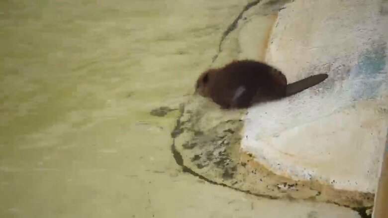 画像提供：甲府市遊亀公園附属動物園