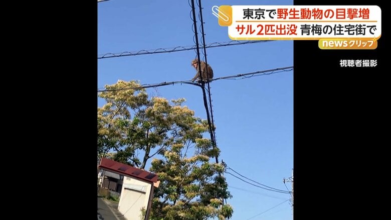 時には電線を激しく揺らす様子もみられたサル