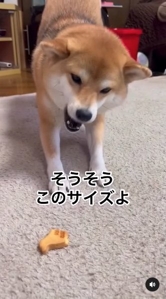 提供：柴犬ゆきちゃん
