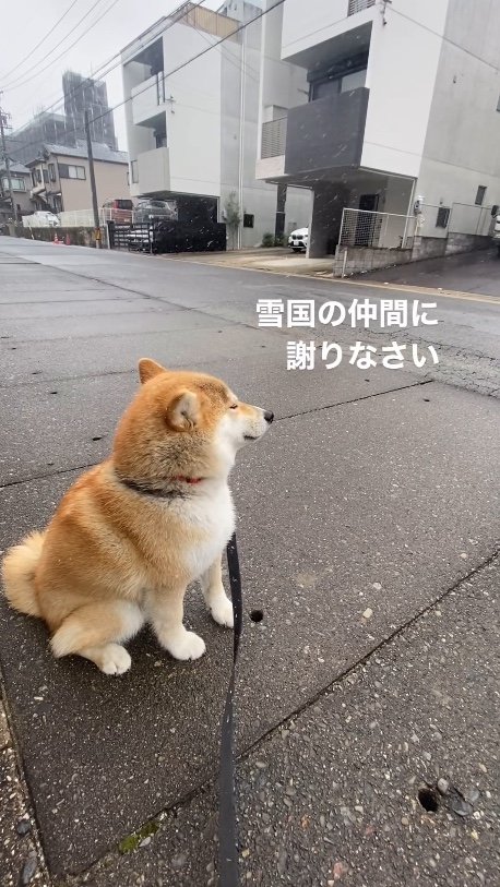 提供：柴犬こむぎさん