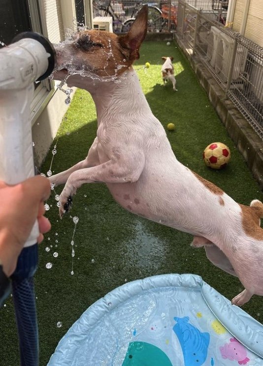 提供：あずもなさん