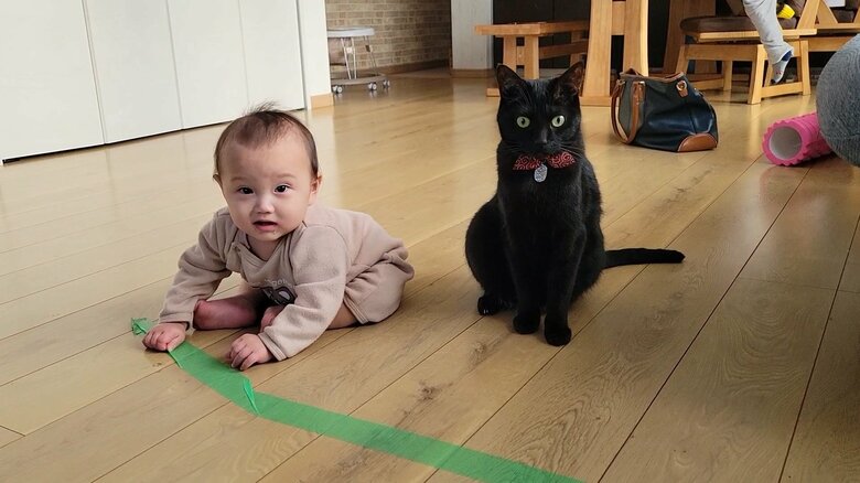 提供：仔猫を拾ったので