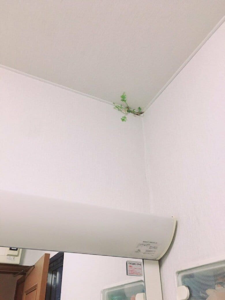 天井から草が!?（8月8日発見当初）