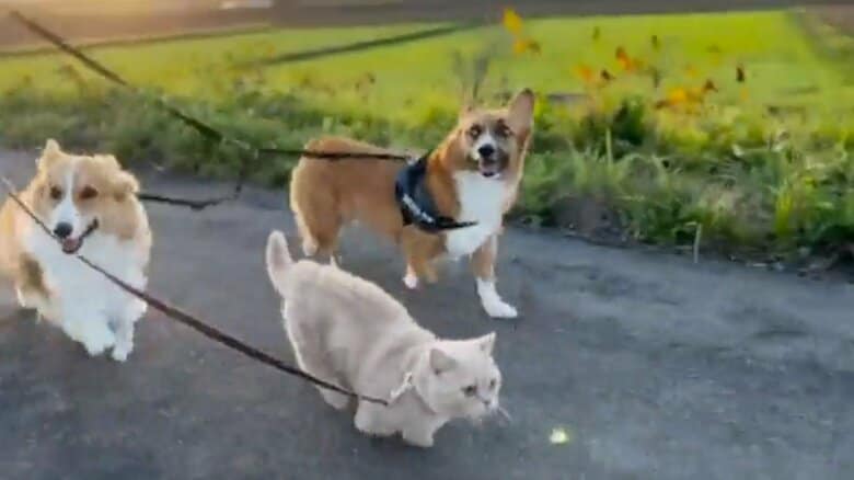 1匹抜いてさらに…