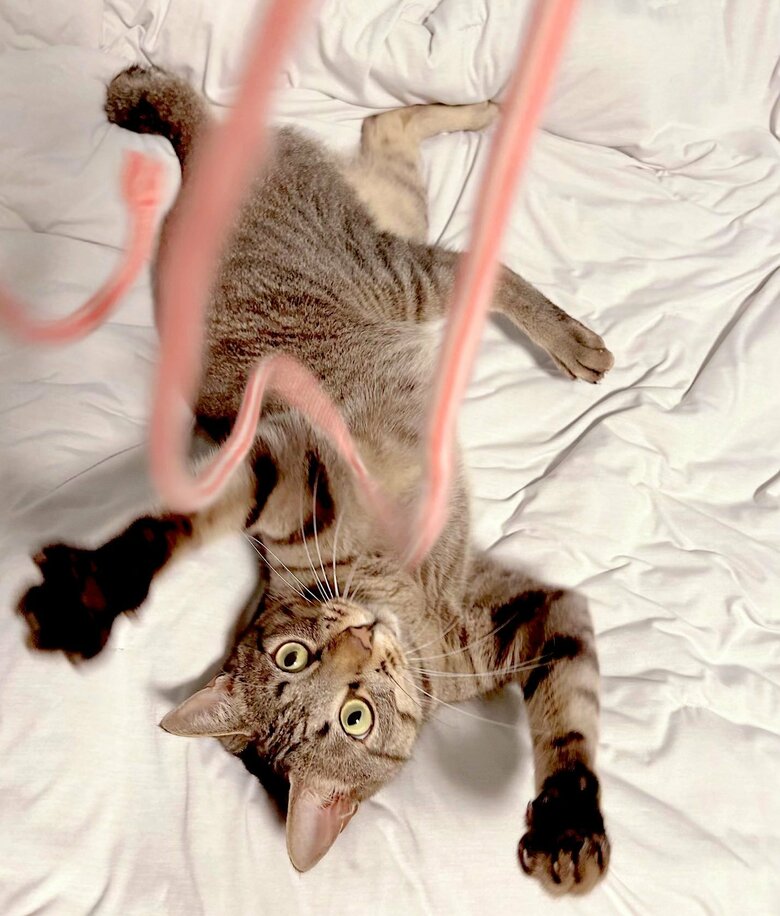 ねこくんも遊ぶのは好き