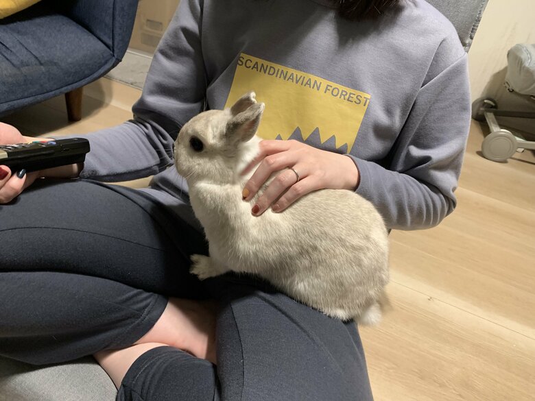 提供：うさぎと暮らしと。さん