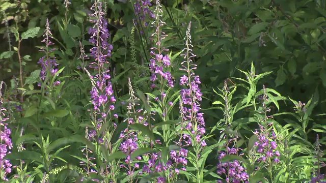 北方植物が群生