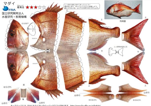 マダイの型紙（国立研究開発法人 水産研究・教育機構HP）