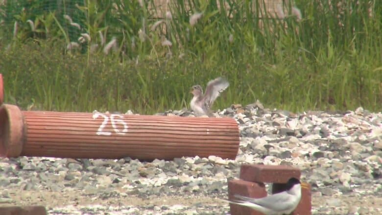 はばたく練習をする元気なひな