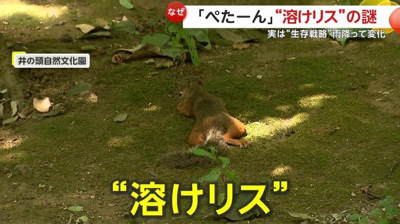 地面で寝ていた“溶けリス”
