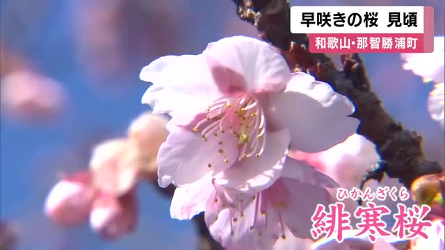 早咲き「緋寒桜」見ごろ　和歌山・那智勝浦町のJR那智駅ホームで