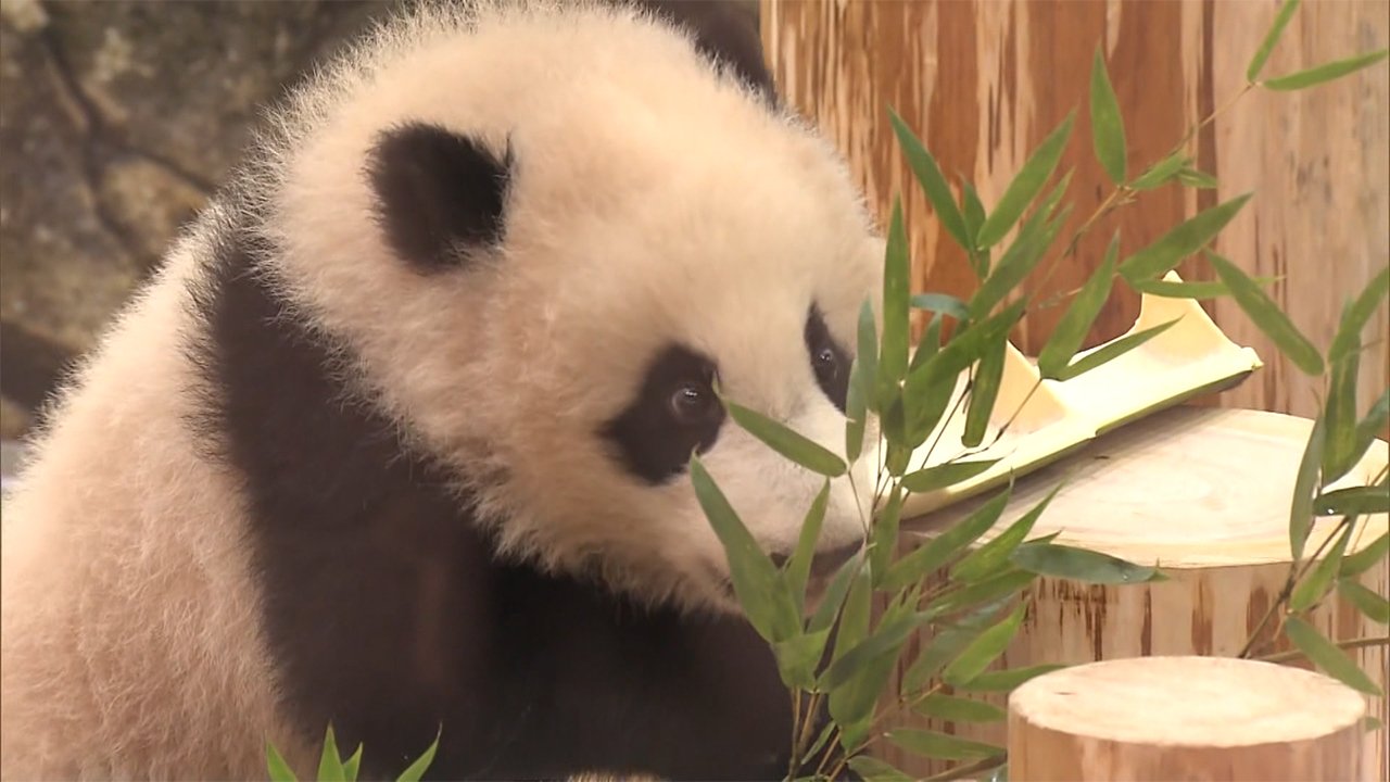 赤ちゃんパンダ 痛くない 飼育員に聞いてみると Fnnプライムオンライン Goo ニュース