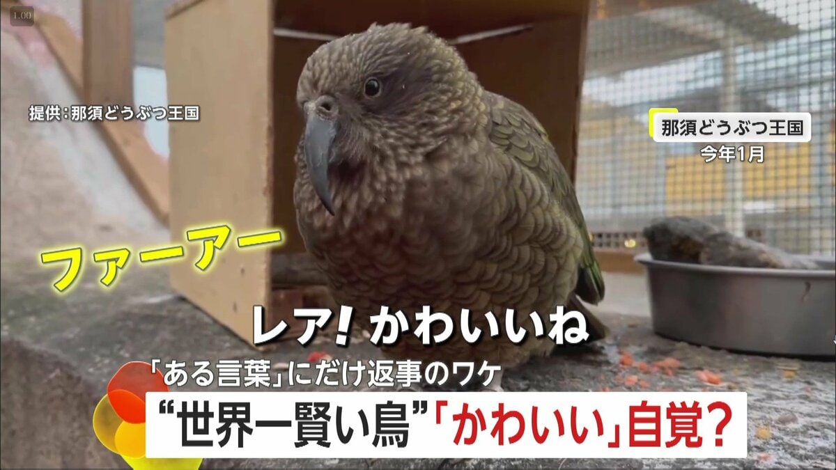 かわいいね」にだけ返事をする鳥！“美人”を自覚？ “世界一賢い”ミヤマ