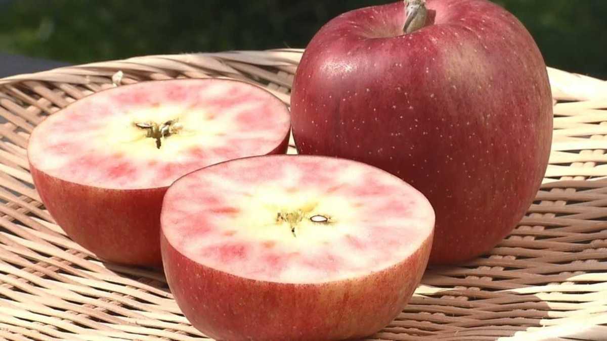 開発まで30年 果肉まで赤いリンゴが スイーツ界 を変えるか 長野発