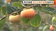 「甘くておいしい」秋の味覚“おけさ柿”　新潟・佐渡市で早生品種の収穫スタート！