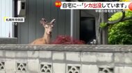 「ごめんくださ～い」自宅の塀からシカが“ひょこっ”　早朝の住宅街をウロウロ…コンビニ駐車場など徘徊し警察が注意呼びかけ　札幌市・中央区