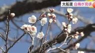 大船渡市で白梅が見ごろに　県内各地で3月中旬から下旬並みの陽気に　岩手県