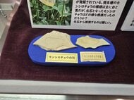 兵庫・新温泉町で展示のチョウ化石　調べてみたら「250万年前」現生種で世界最古級と判明　中国で生息の種が当時は日本にも　慶応義塾などの専門家が調査