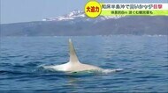 涙ぐむ観光客も…「白いシャチ」 世界遺産・知床半島沖で目撃 体長は約8m 2年前にも2頭を確認【北海道発】