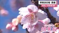 早咲き「緋寒桜」見ごろ　和歌山・那智勝浦町のJR那智駅ホームで