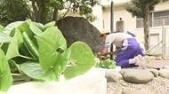 京都三大祭り「葵祭」に向け鯖江の児童がフタバアオイを切り取り　上賀茂神社に3000本を奉納、衣装の装飾に　福井