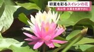 水面を白やピンクに彩る…岐阜県高山市でスイレンの花が見頃迎える 広さ150平方mの池に200株ほど
