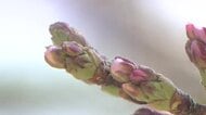 広島のサクラ、開花発表は？　気象台職員が3回目の観測するもおあずけに　開花予想は21日ごろ